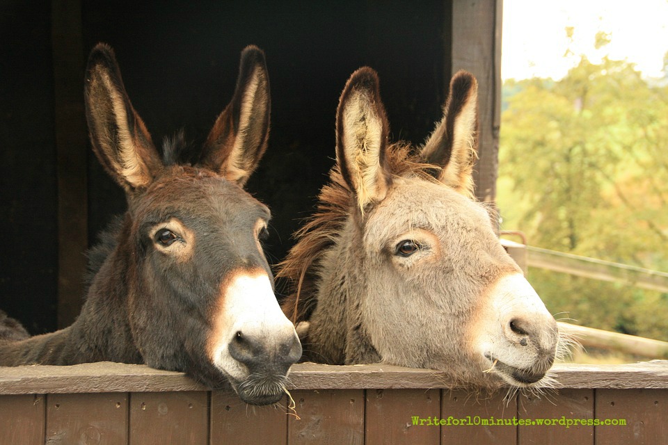 two donkeys (2)